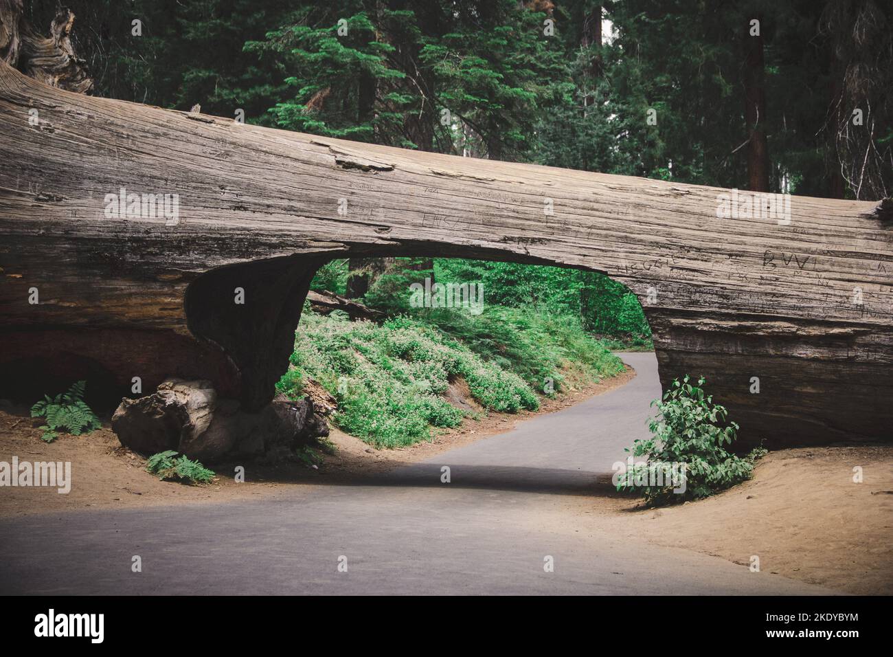 Tree fallen over road hi-res stock photography and images - Alamy