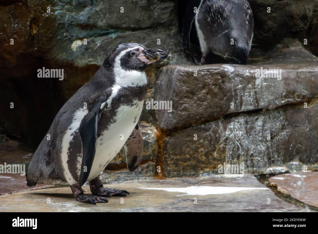 The Humboldt penguin (Spheniscus humboldti) standing on a rock Stock Photo