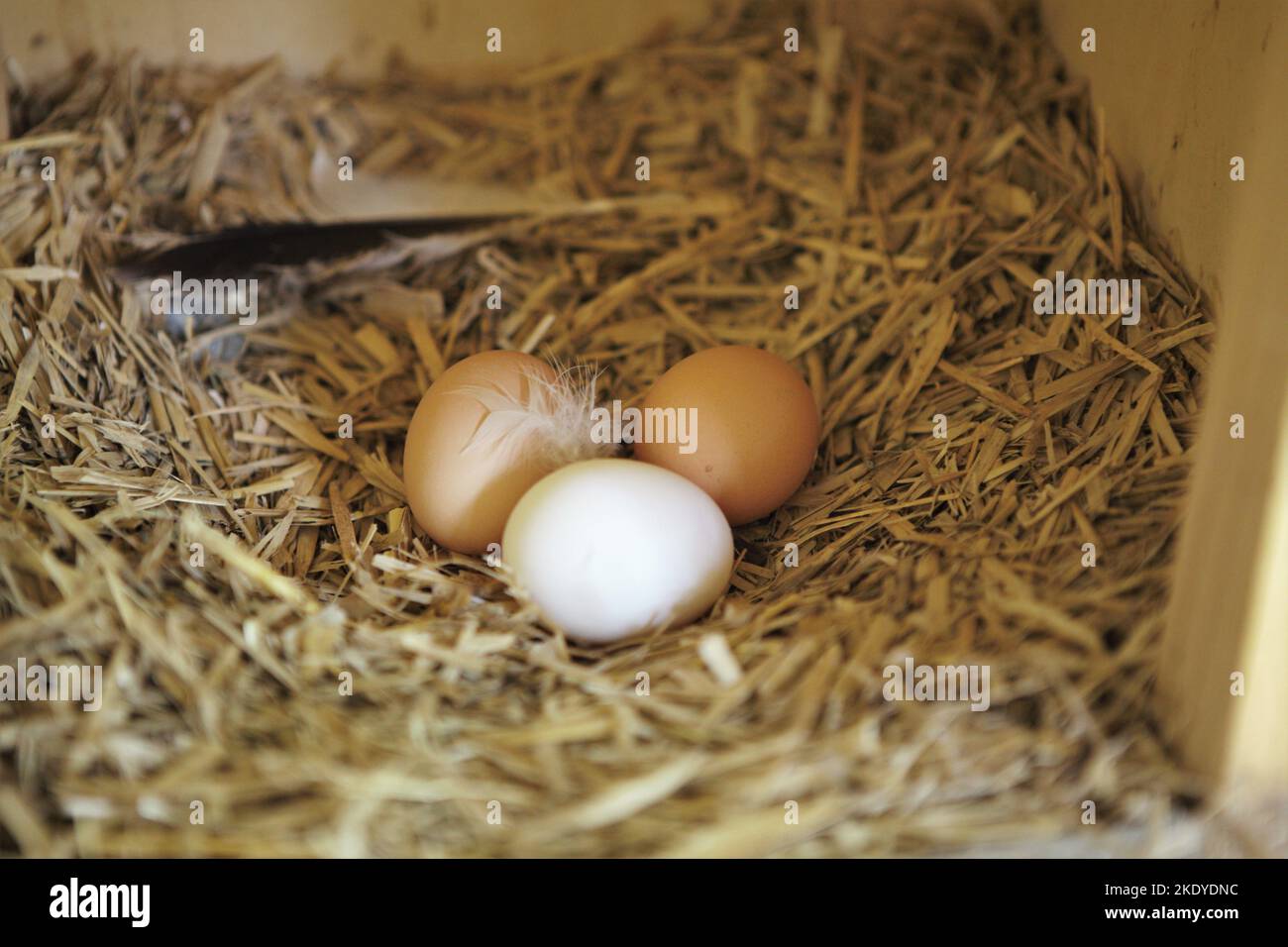 A closeup shot of fresh eggs in straw nest Stock Photo - Alamy