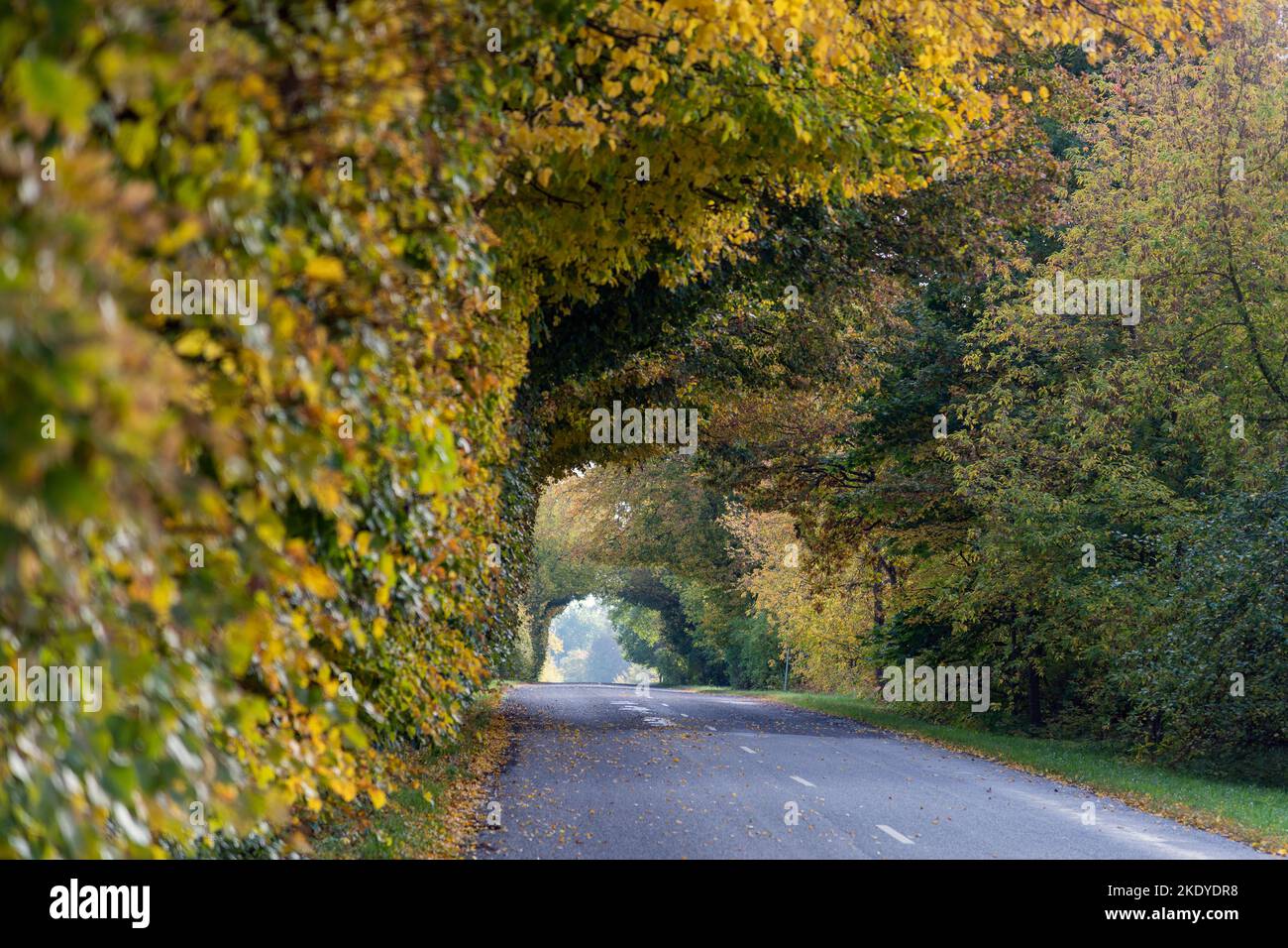 Long alley in autumn colors Stock Photo - Alamy