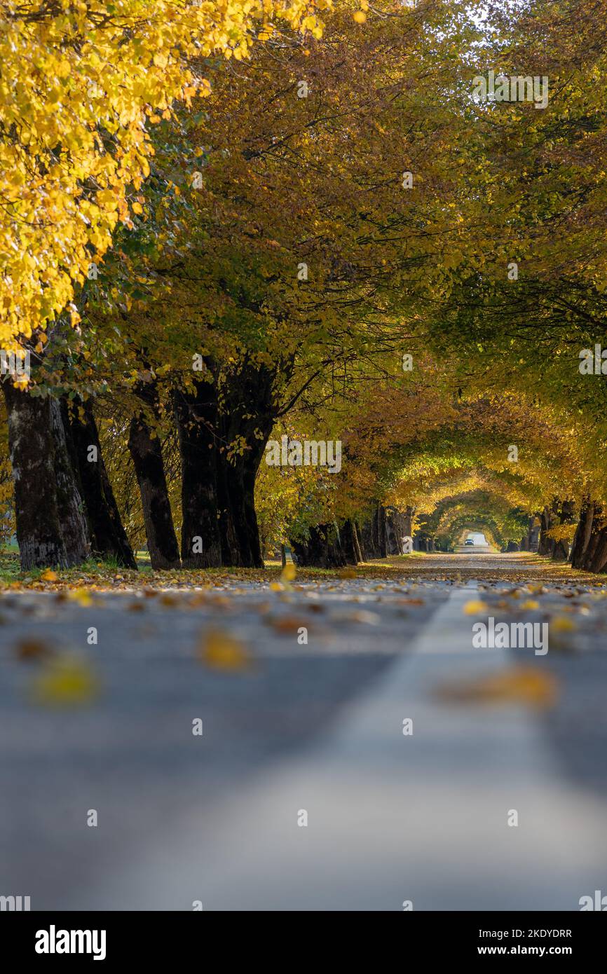 Long alley in autumn colors Stock Photo - Alamy
