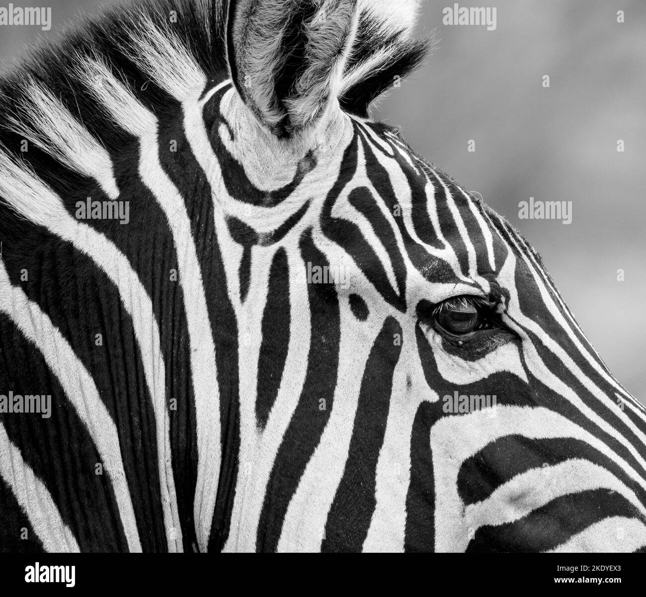 Study of the striped patterning on the head of a Plains Zebra Equus quagga  - Tsavo National Park Kenya Stock Photo