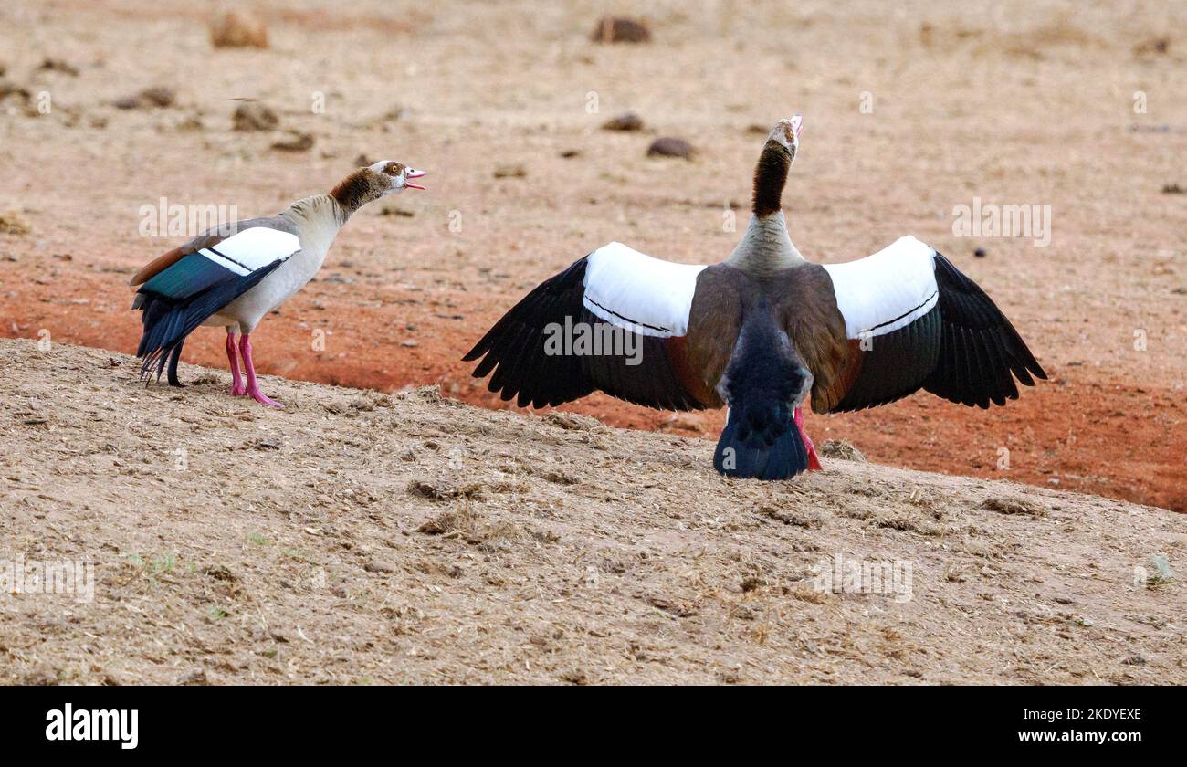 Pair of Egyptian Geese Alopochen aegyptiacus raising the alarm with their distinctive trumpeting call on spotting hyenas Tsavo National Park in Kenya Stock Photo