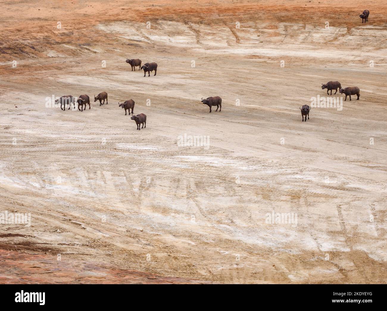 Herd of African Buffalo B. cincerus arriving at a large dried-up waterhole - normally a small lake by Mudanda Rock in Tsavo National Park Kenya Stock Photo