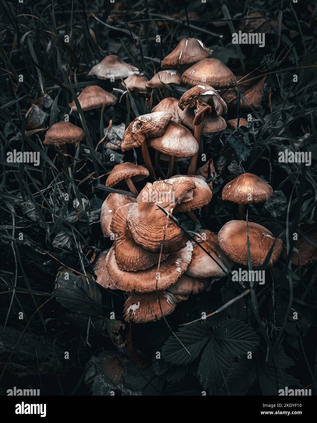 A vertical closeup shot of brown fungus growing on a forest floor Stock ...