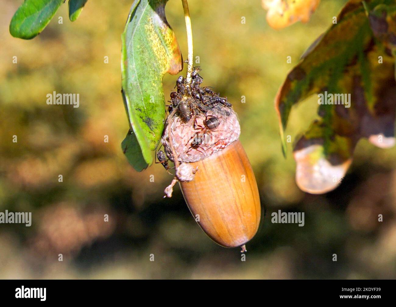 Eicheln mit Blattläusen und Waldameisen Stock Photo