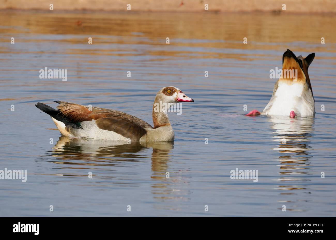 Pair of Egyptian Geese Alopochen aegyptiacus at a waterhole in Tsavo
