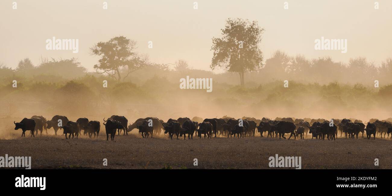 Large herd of Buffalo approaching a waterhole in the Tsavo National Park on their annual migration - Kenya Africa Stock Photo
