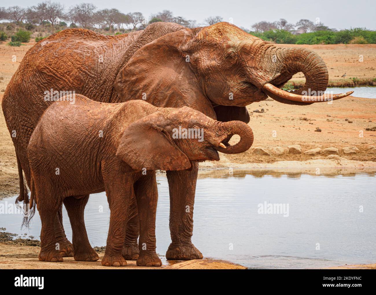 Female African Elephant Loxodonta africanus and her juvenile calf drinking at a waterhole in Tsavo National Park Kenya Stock Photo