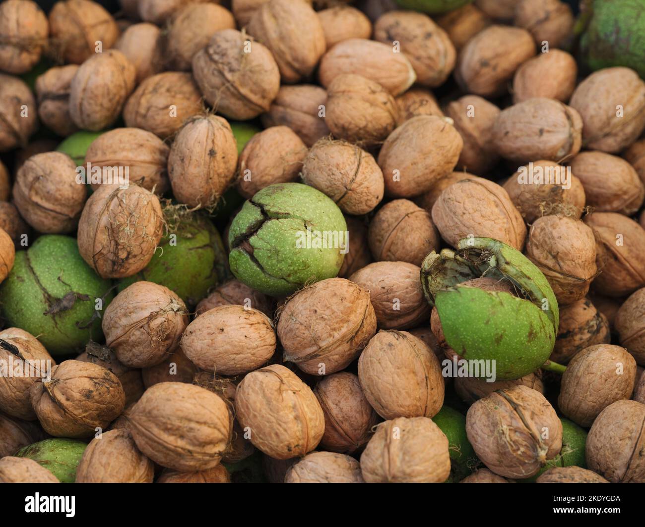 A background of freshly harvested walnuts. Close up. Stock Photo