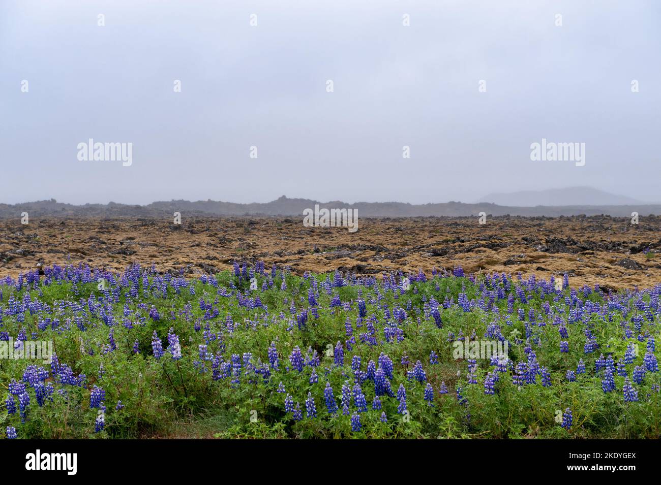 Landscape in southern Iceland between Reyjkavik and Keflavik Stock Photo