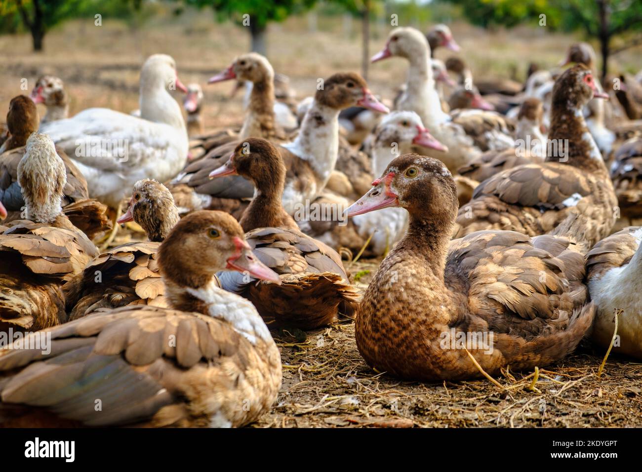 Group of ducks in the farm. Close up ducks, see the details and