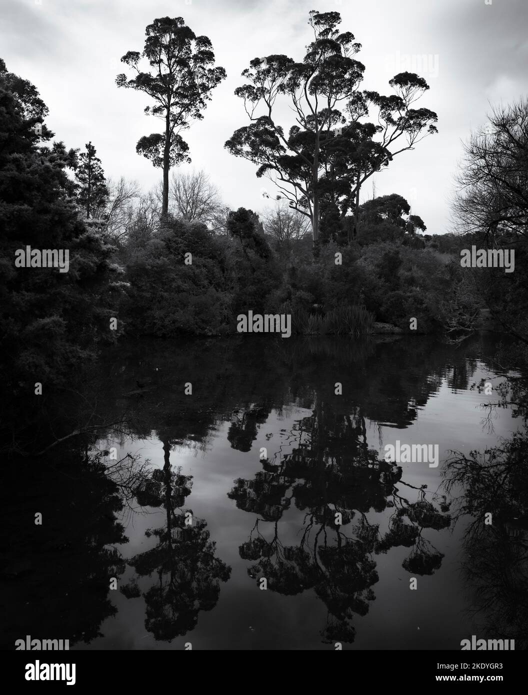 A vertical of trees reflecting of the surface of a lake shot in ...