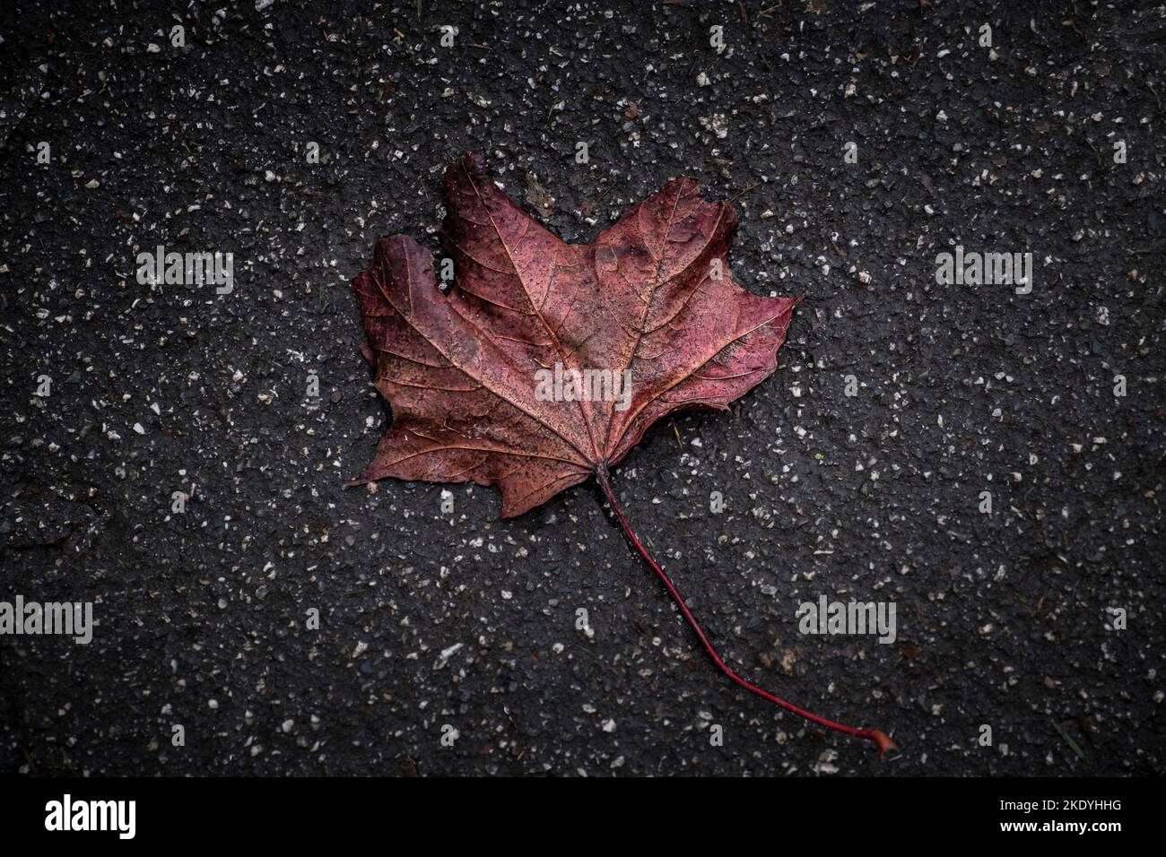 Vibrant rich colours of a dead Sycamore Acer pseudoplatanus leaf lying on the ground in the Autumn in England in the UK. Stock Photo