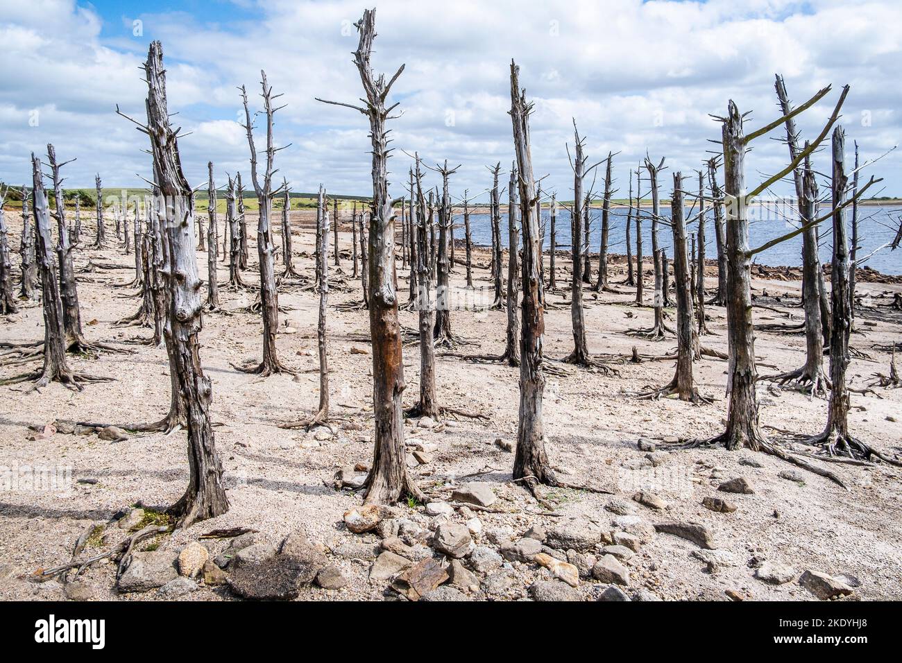 A stand of old dead skeletal trees exposed by falling water levels caused by severe drought conditions at Colliford Lake Reservoir on Bodmin Moor in C Stock Photo