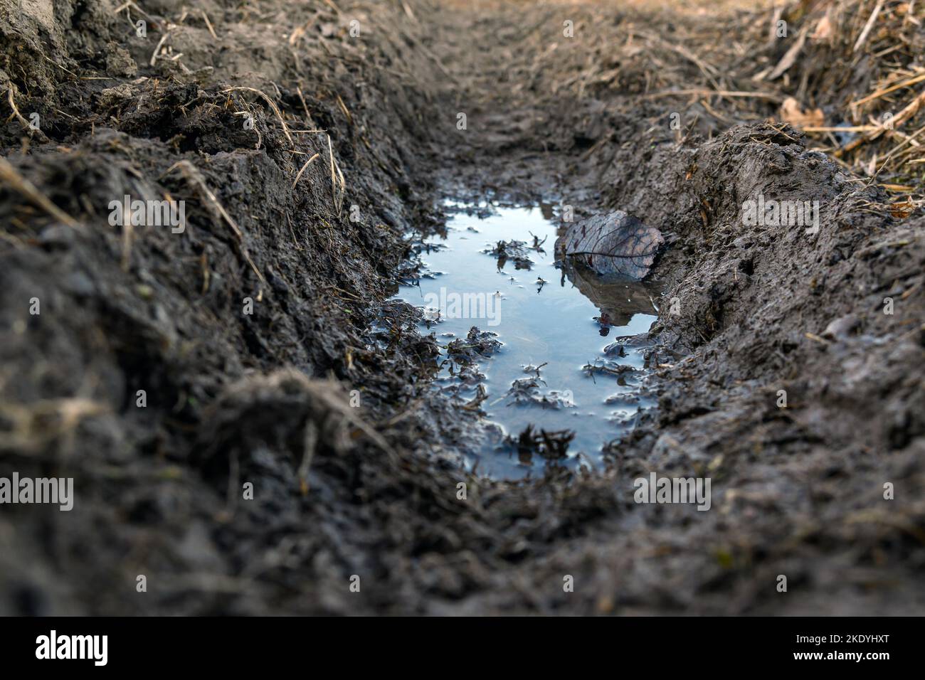 Water in tractor tire footprints Stock Photo Alamy