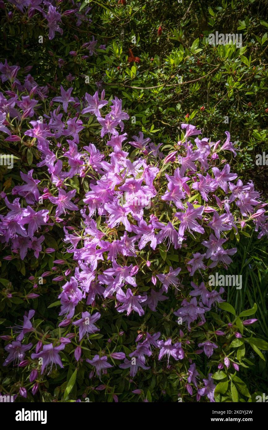 A flowering Azalea shrub growing in the wild sub-tropical Penjjick Garden in Cornwall.; Penjerrick Garden is recognised as Cornwalls true jungle garde Stock Photo