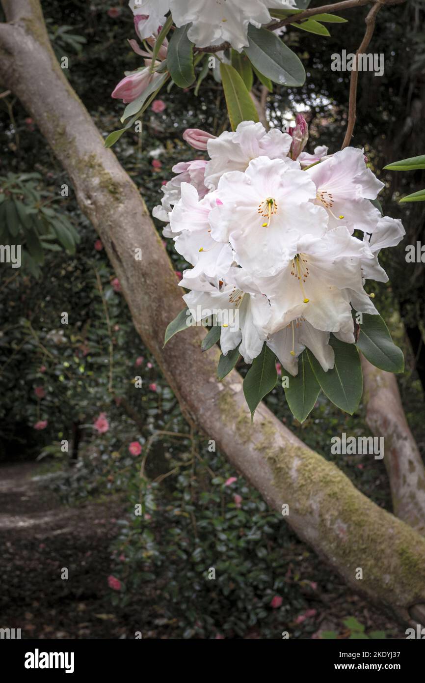 The spectacular flowers of a mature Rhododendron growing in the wild sub-tropical Penjjick Garden in Cornwall.  Penjerrick Garden is recognised as Cor Stock Photo