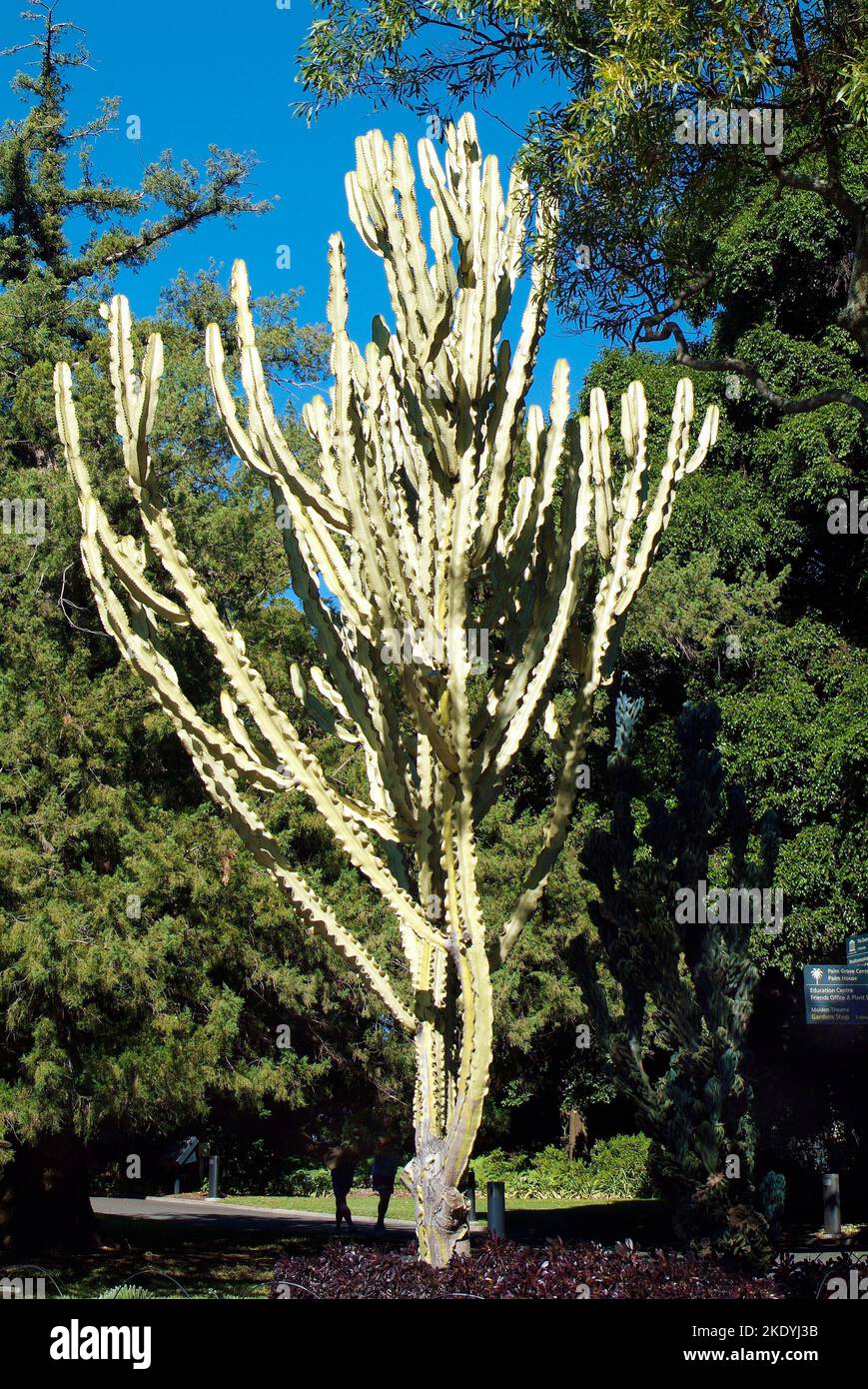 Australia, giant cactus in public royal botanical garden Stock Photo