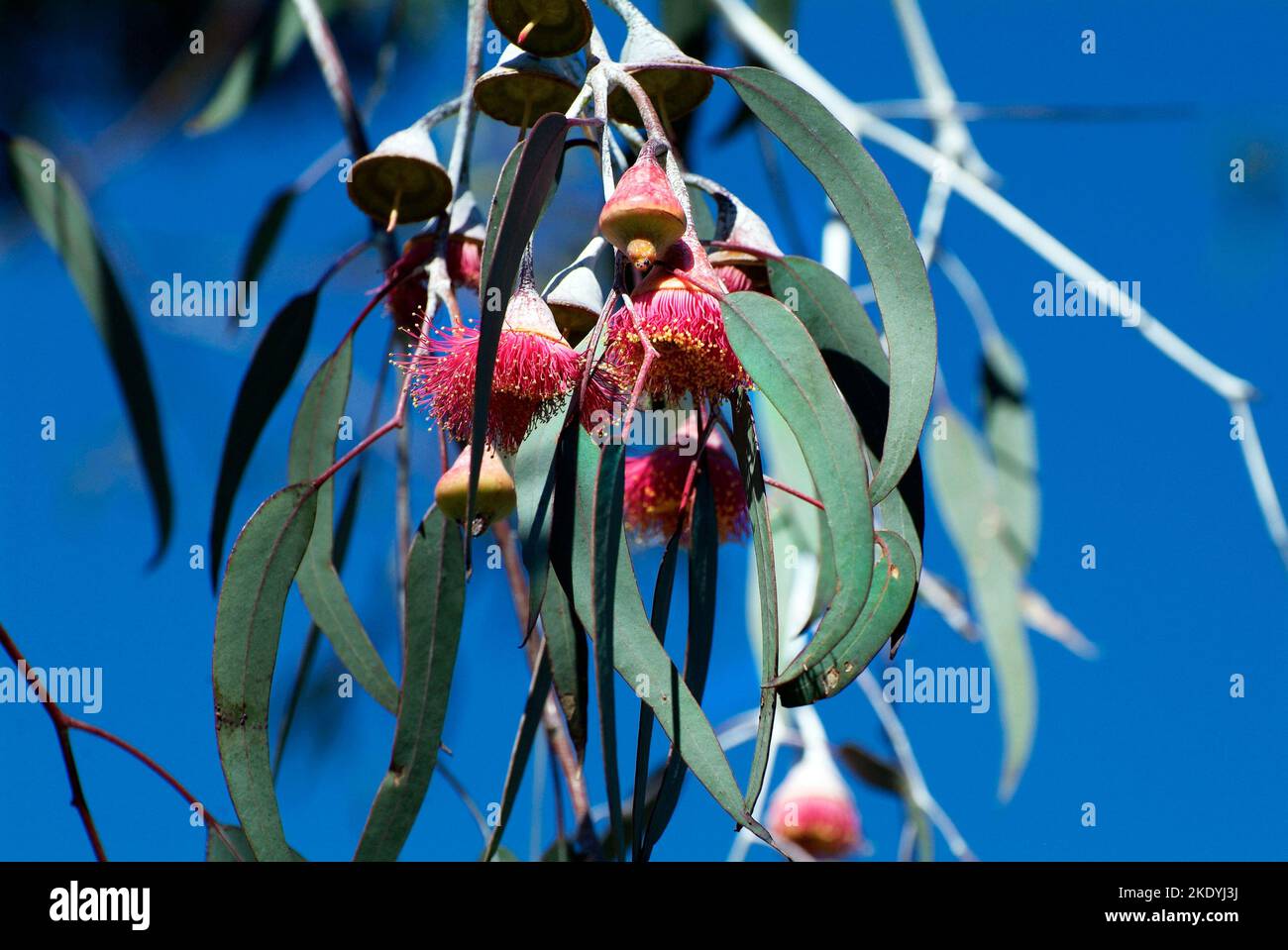 Australia, red flowering eucalyptus named Gungurru Stock Photo