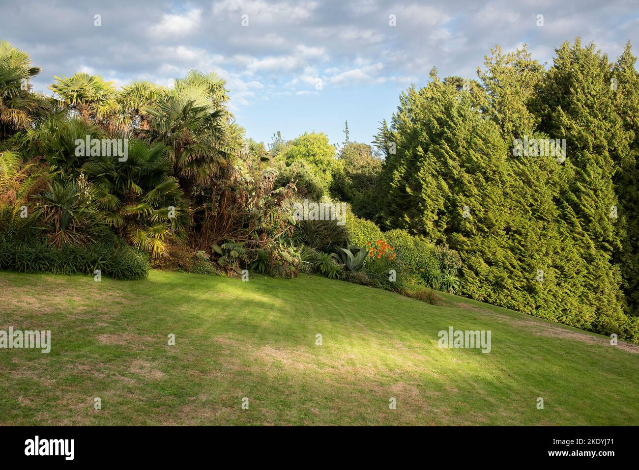 The lawn area in the lush sub-tropical Trebah Garden in Cornwall in the UK. Stock Photo
