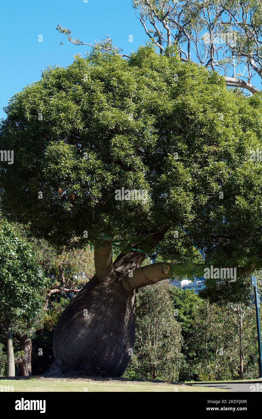 Australia, giant fig tree in public royal botanical garden Stock Photo