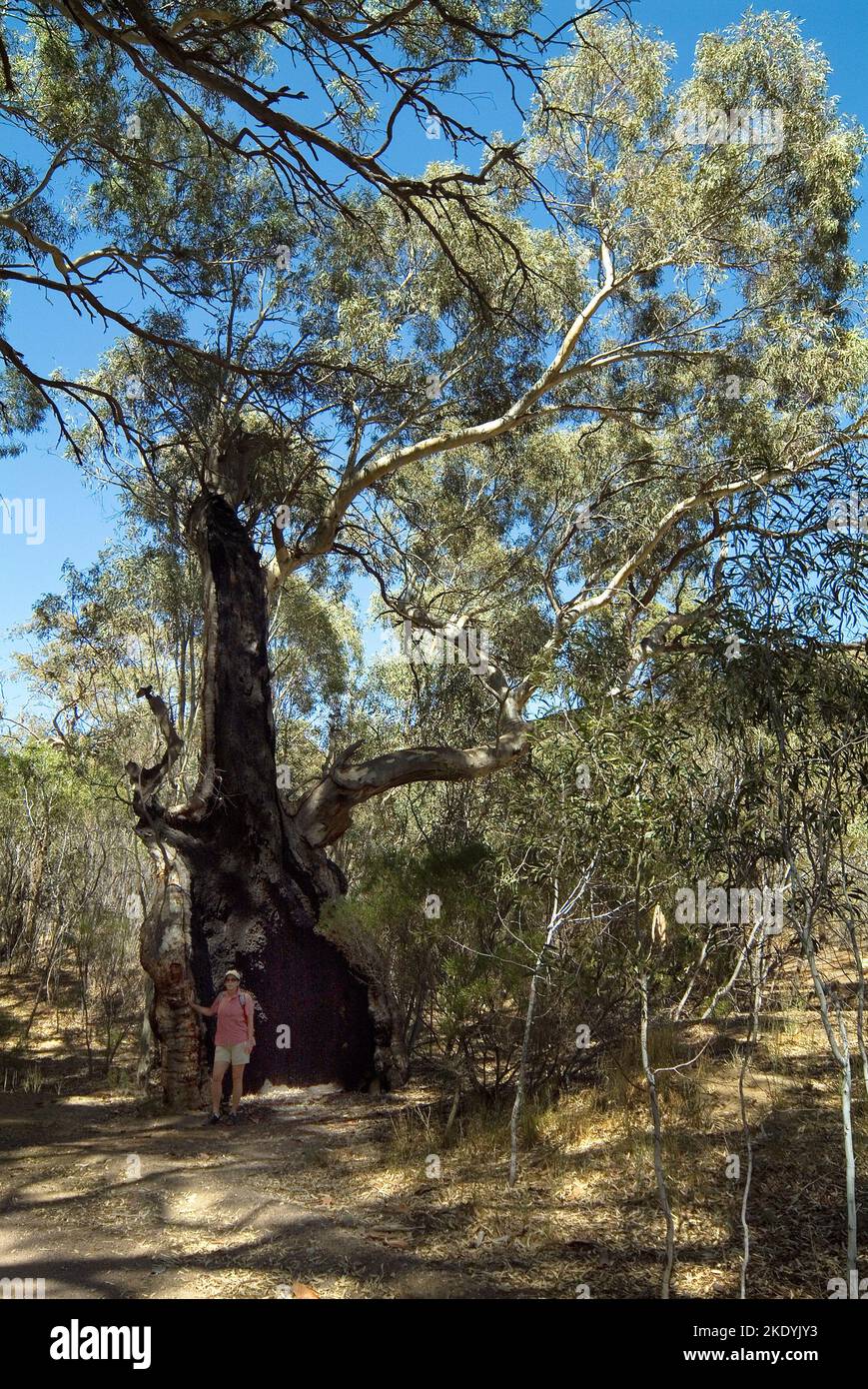South Australia,  woman in shadow of an huge eucalyptus tree on Wilpena pound Stock Photo