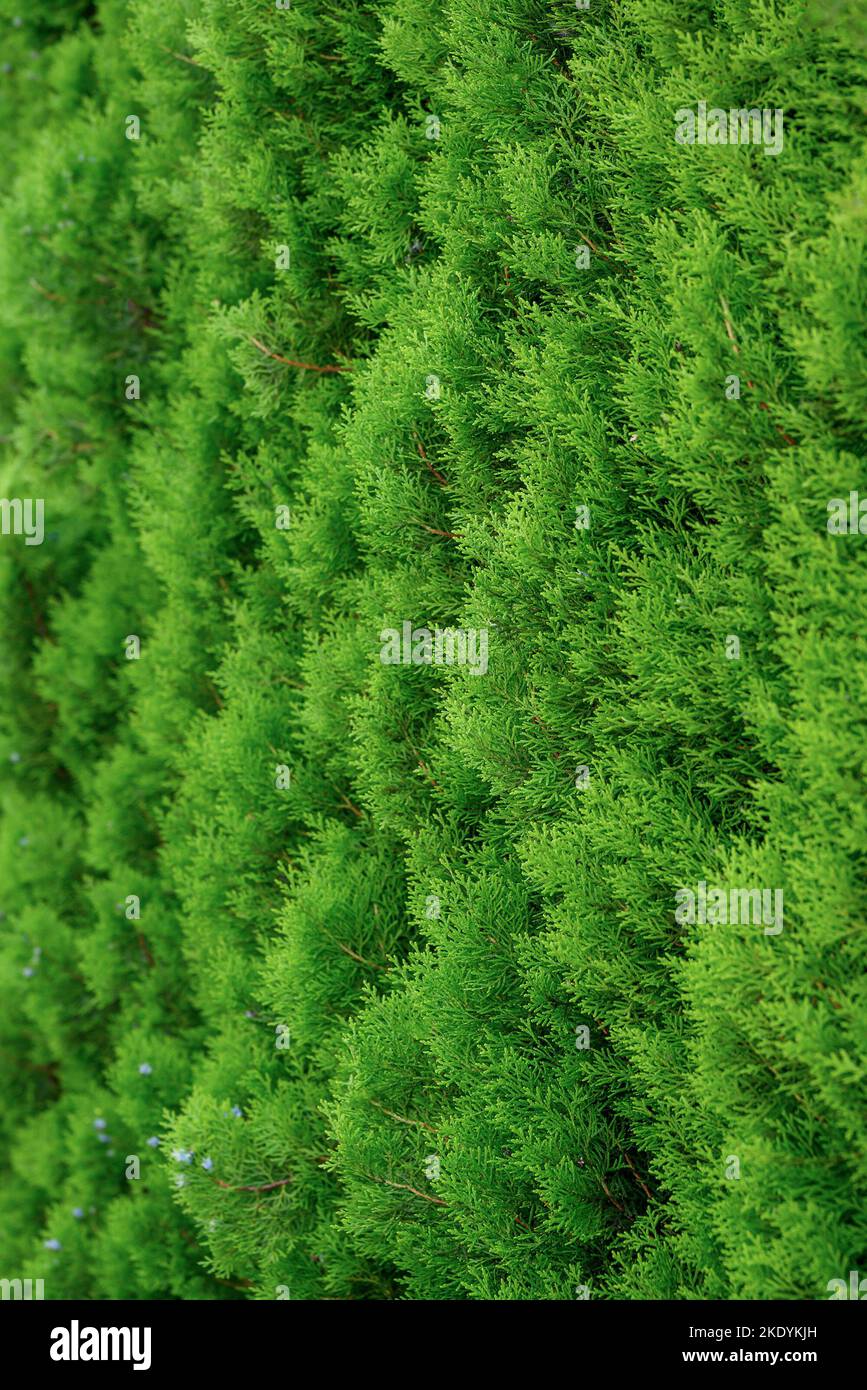 Green and exelent tuja hedge. Stock Photo