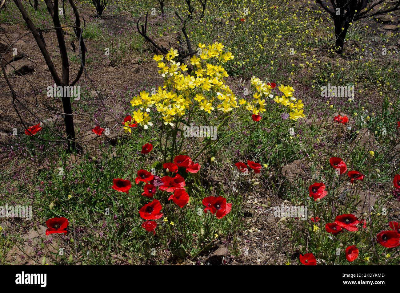 Common poppies P. rhoeas, Azores buttercup R. cortusifolius and shortpod mustard H. incana in bloom. Gran Canaria. Canary Islands. Spain. Stock Photo