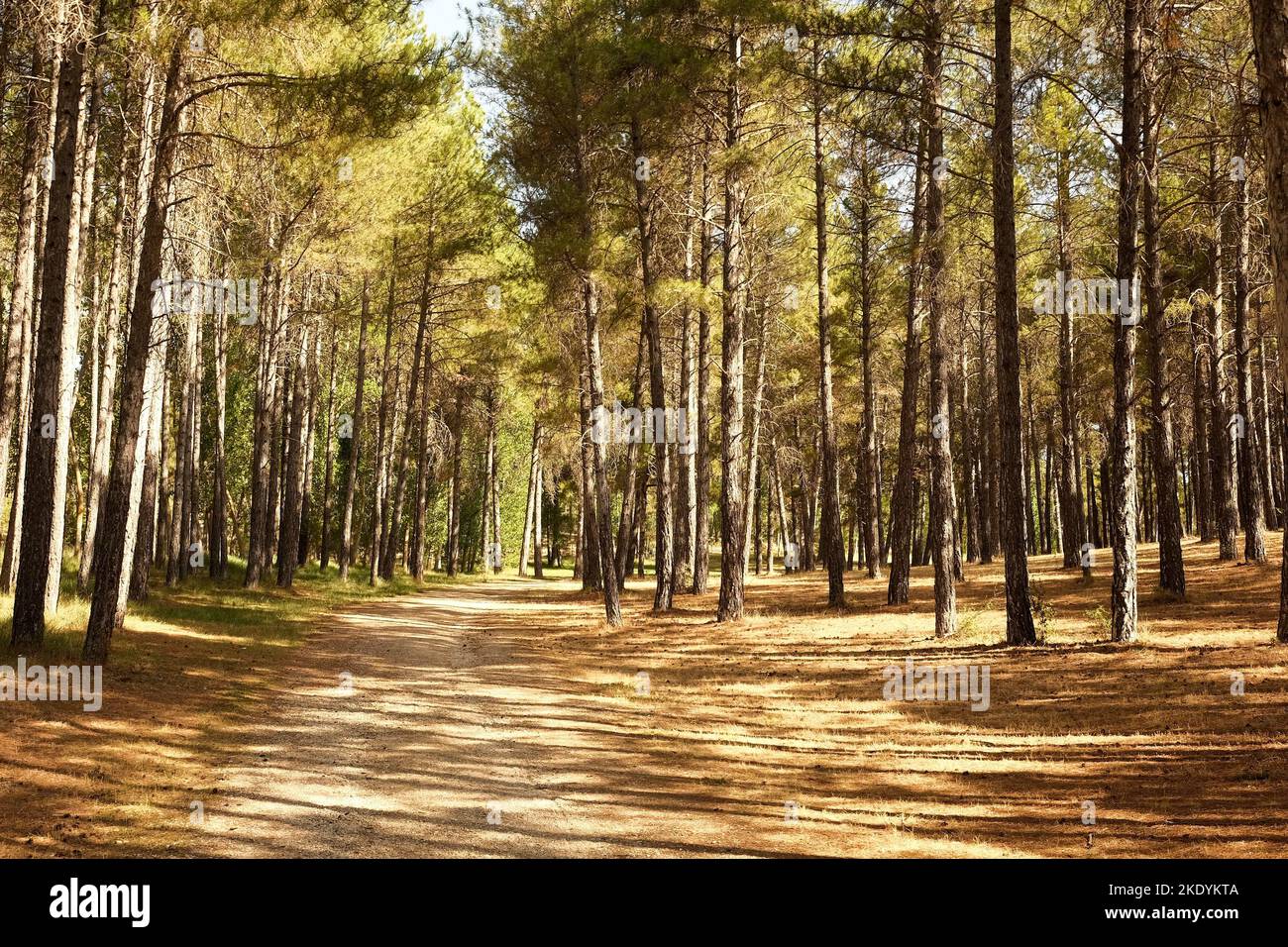 Grove In Forest Groves nature hi-res stock photography and images - Alamy