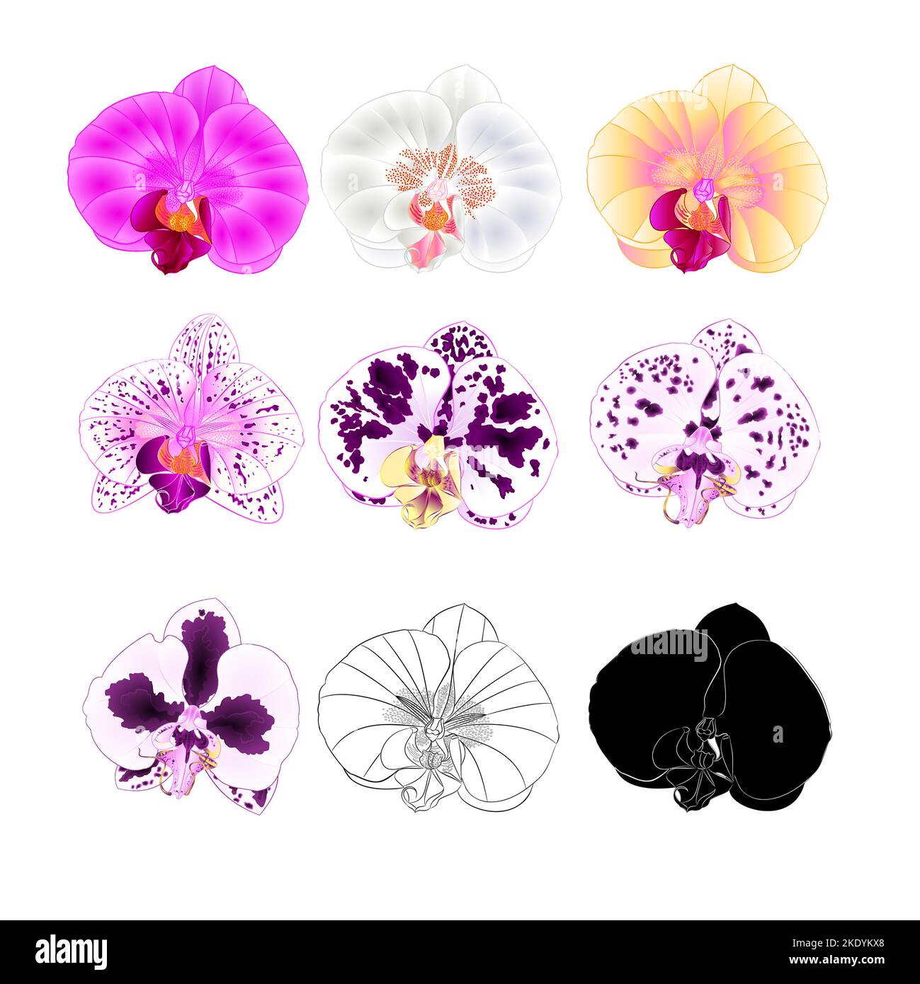 Orchid Phalaenopsis various colours natural, outline, silhouette,flower first on a white background vintage vector editable illustration hand draw Stock Vector