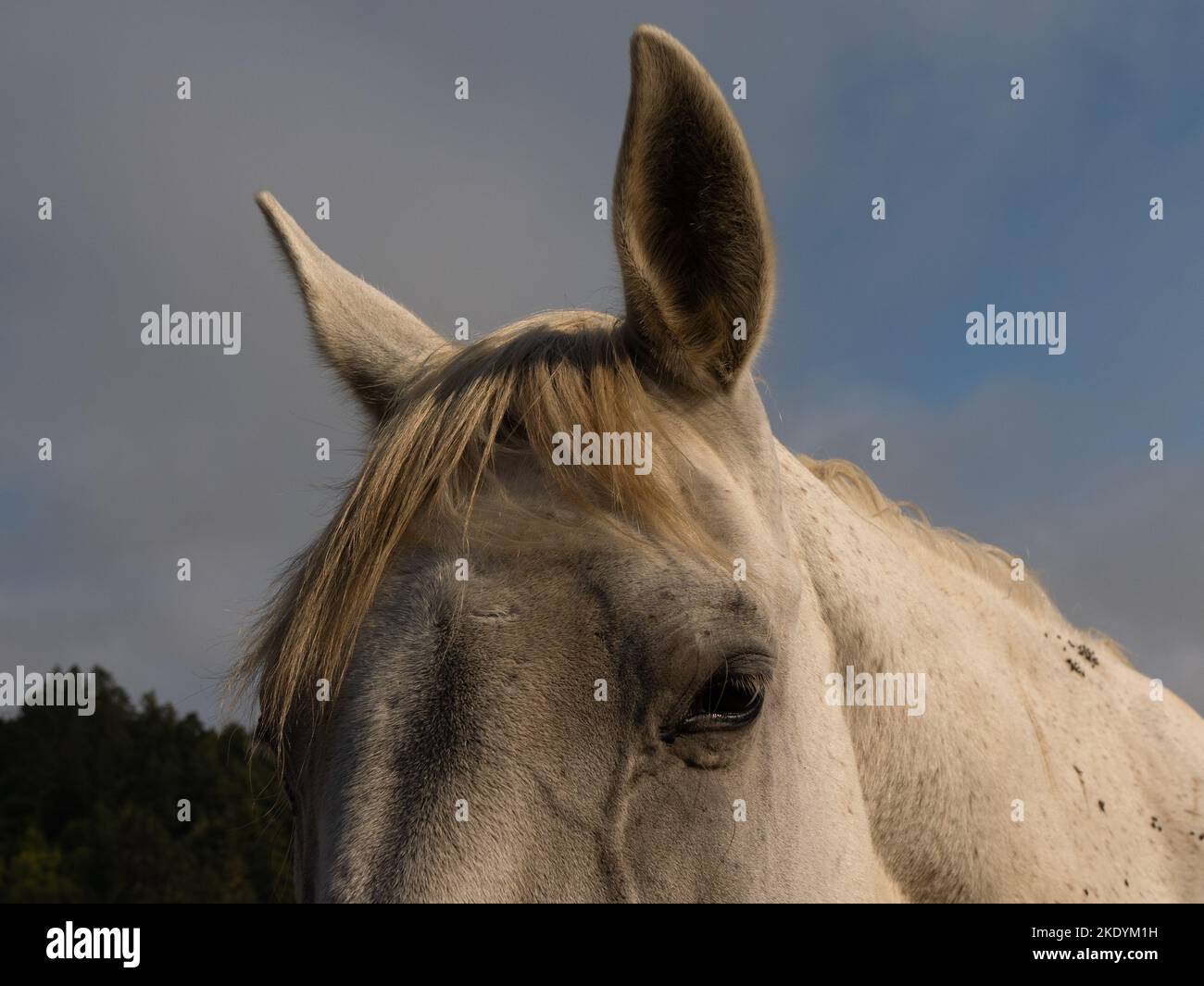 Ipl Inzza A facial closeup of a white Lipizzan horse Stock Photo - Alamy