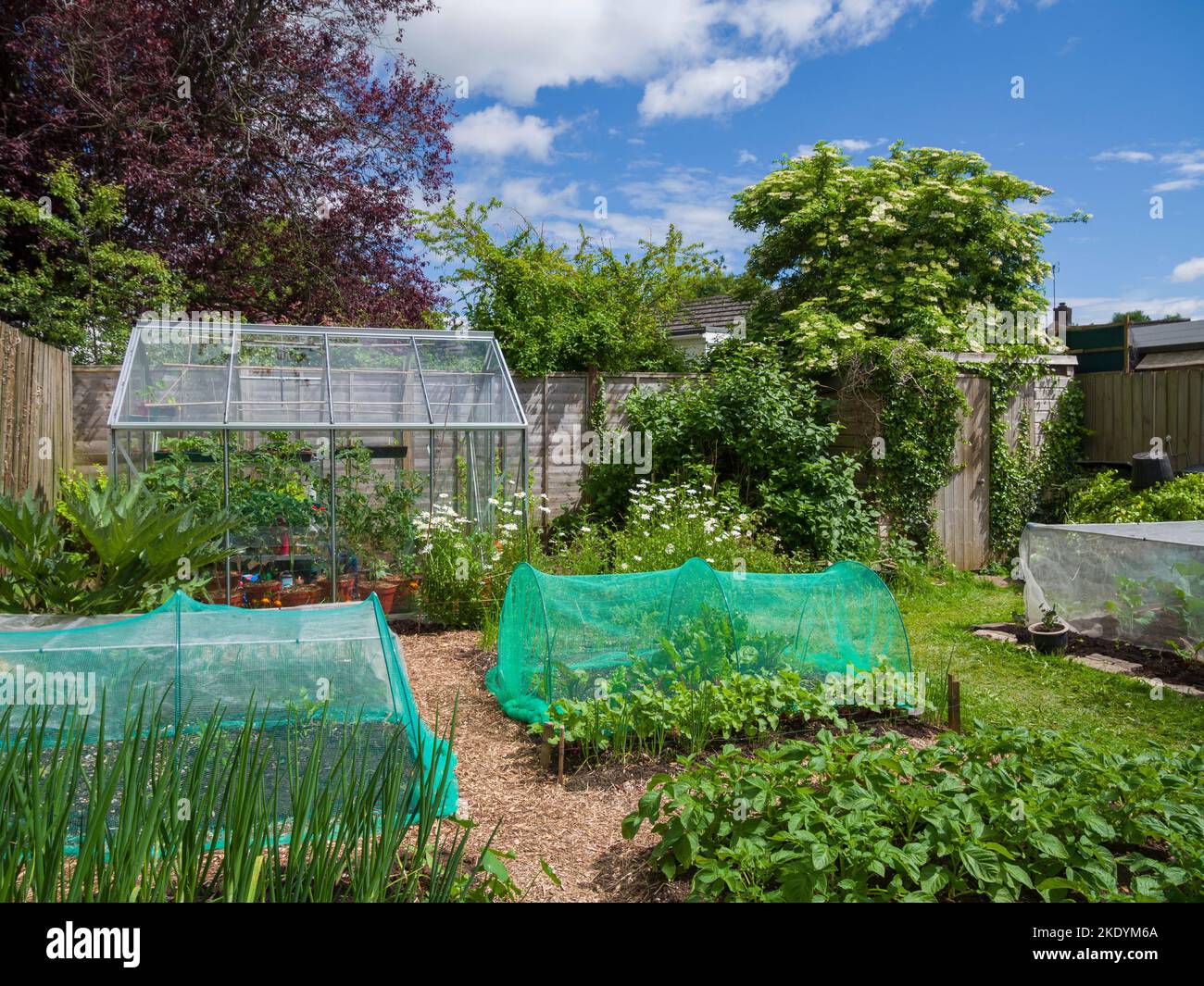 a-small-amateur-organic-vegetable-garden-and-greenhouse-in-early-summer