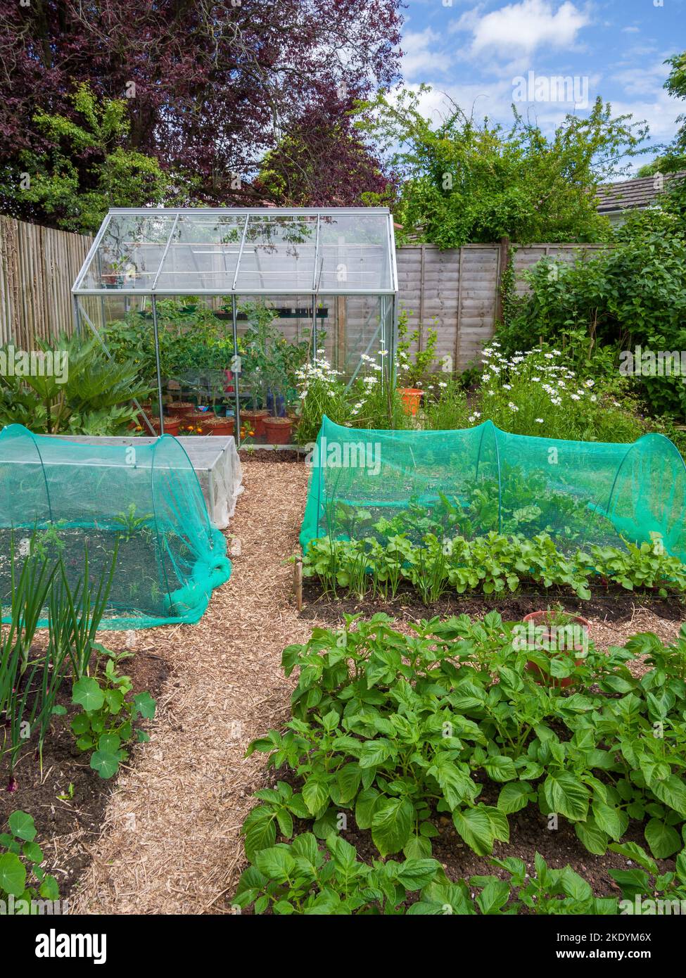 a-small-amateur-organic-vegetable-garden-and-greenhouse-in-early-summer