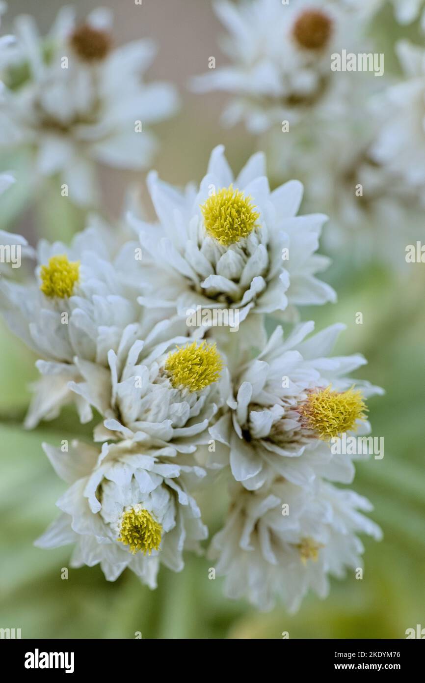 A selective focus of white and gentle Pearly Everlasting in the garden with a blurry background Stock Photo