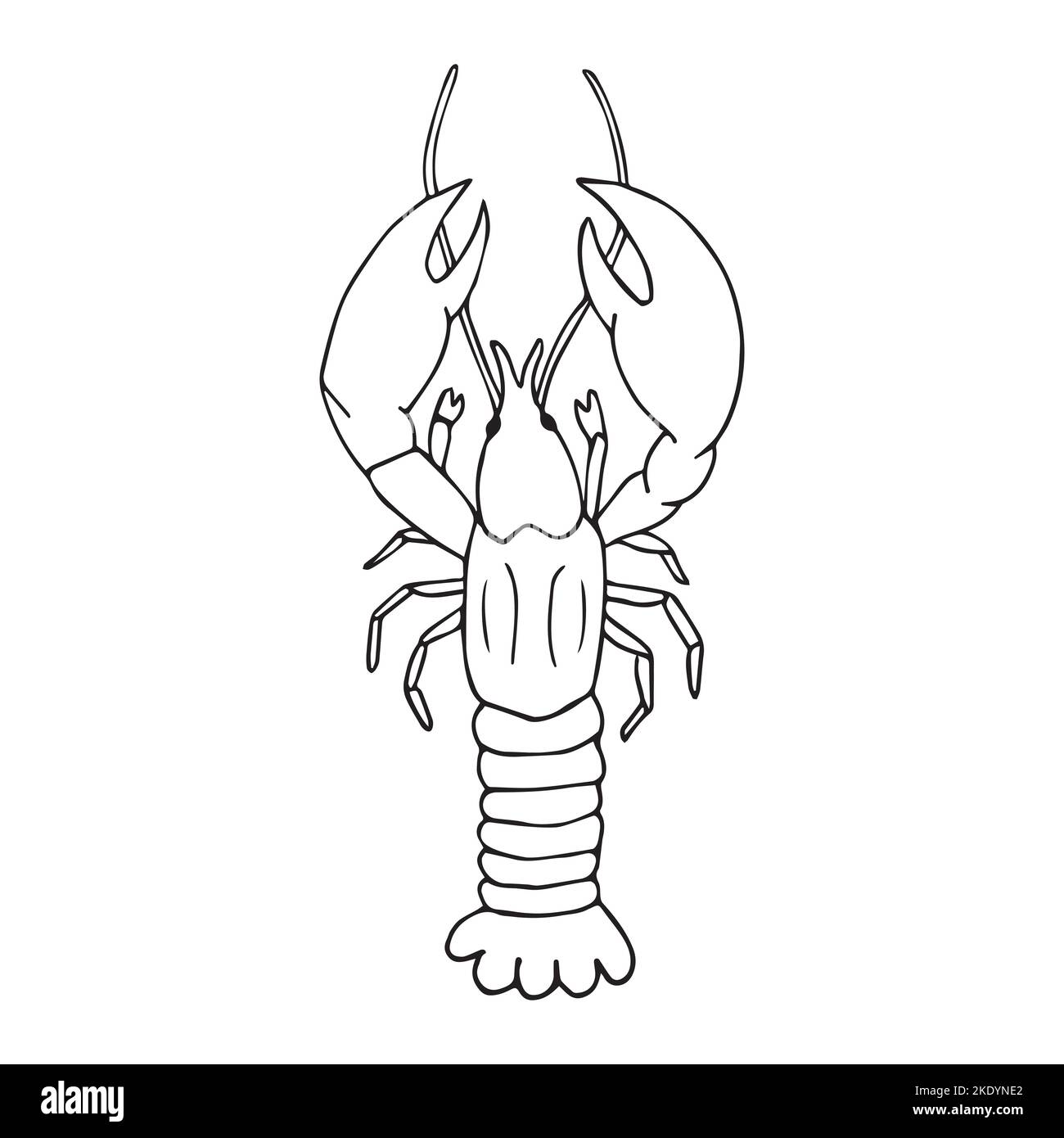 Vector hand drawn doodle sketch lobster isolated on white background