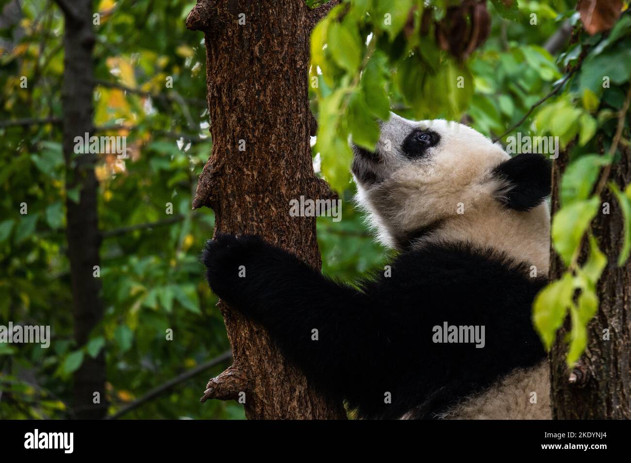 A giant panda bear climbing a tree Stock Photo