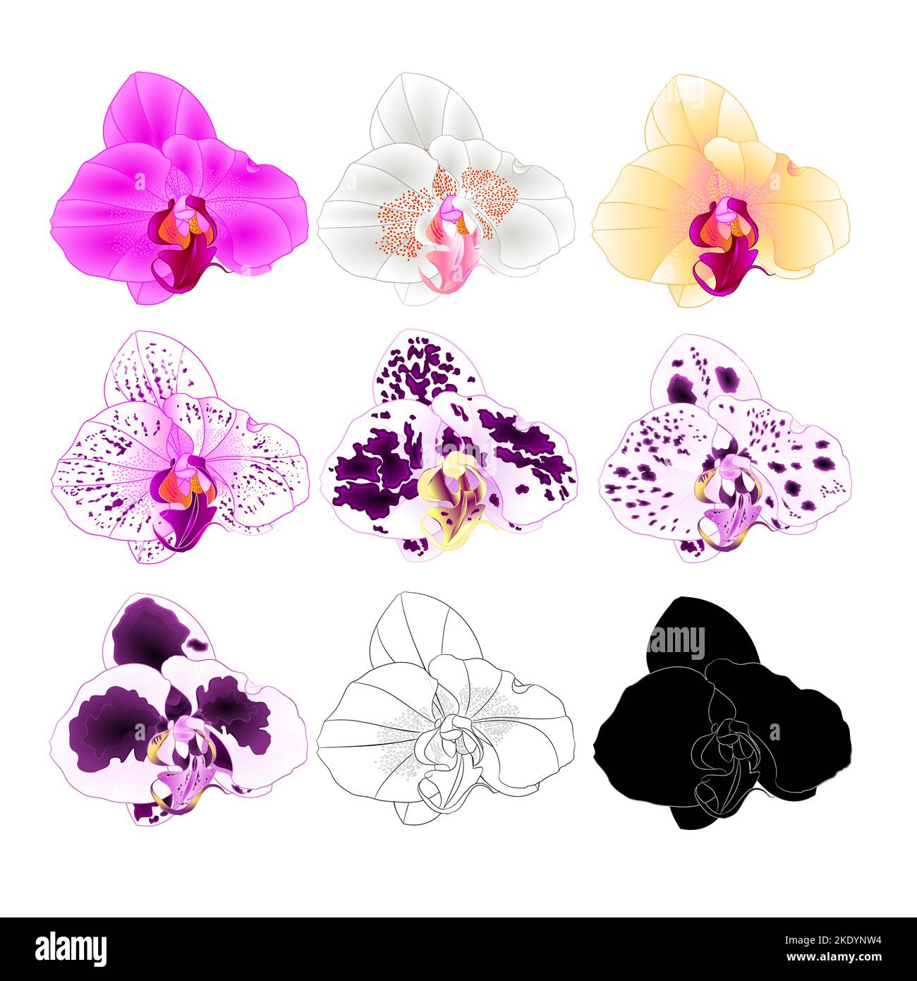 Orchid Phalaenopsis various colours natural, outline, silhouette,flower three on a white background vintage vector editable illustration hand draw Stock Vector