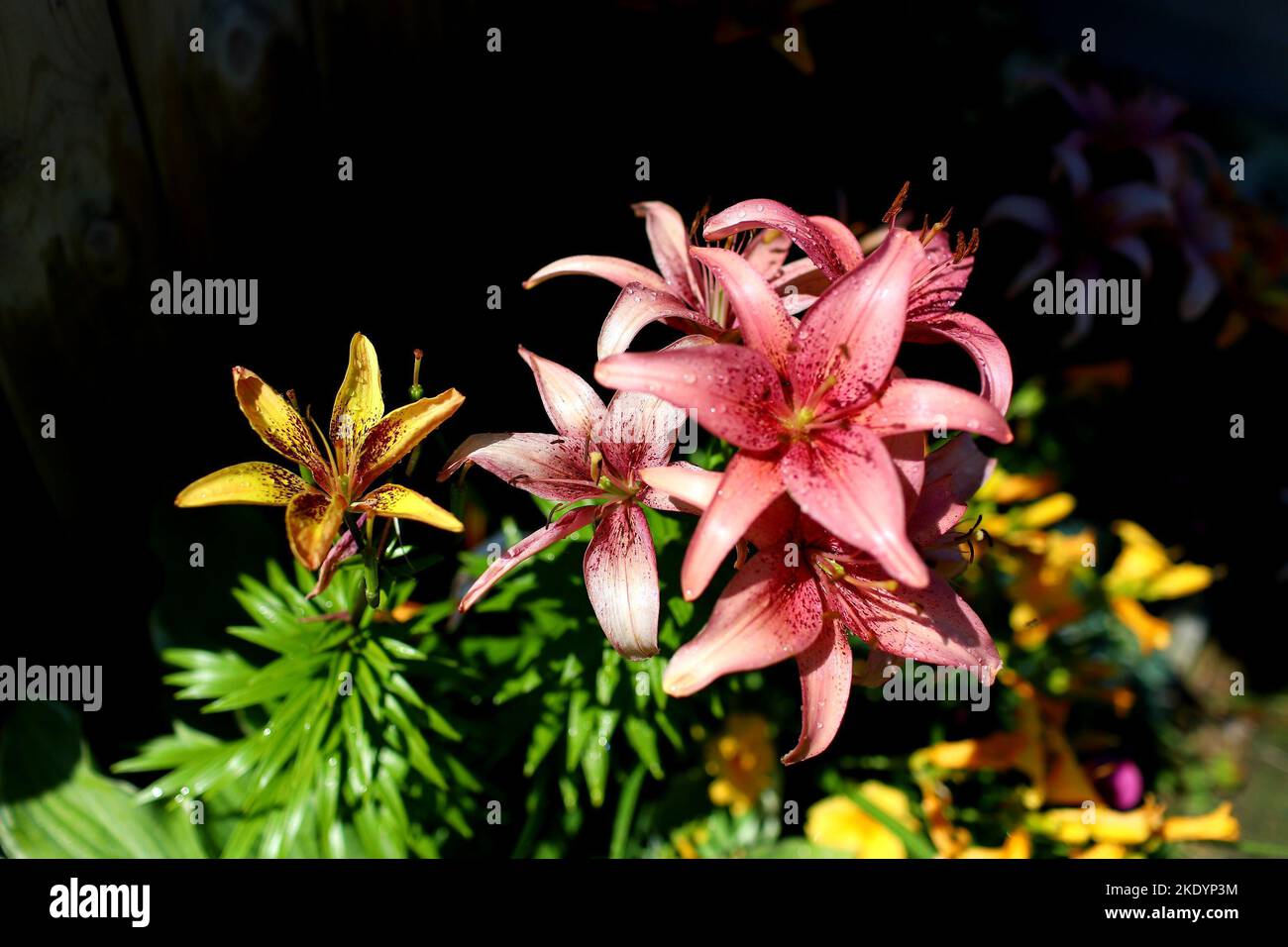 A bunch of delicate potted lilies (Lilium) with sunlight falling on them on the dark background Stock Photo