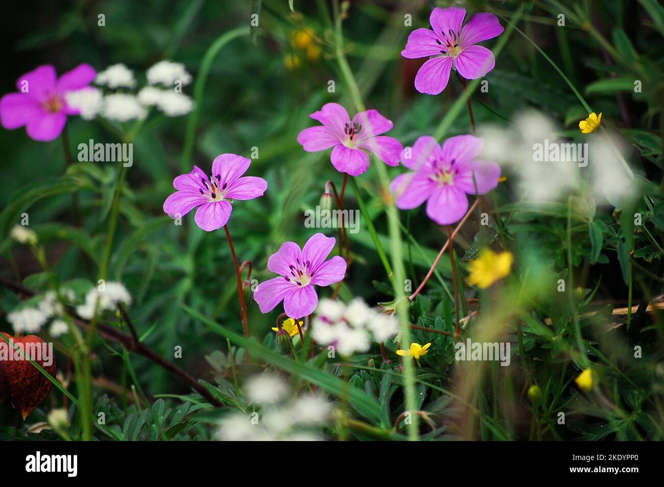 A closeup of beautiful Geranium oreganum flowers growing in a field Stock Photo