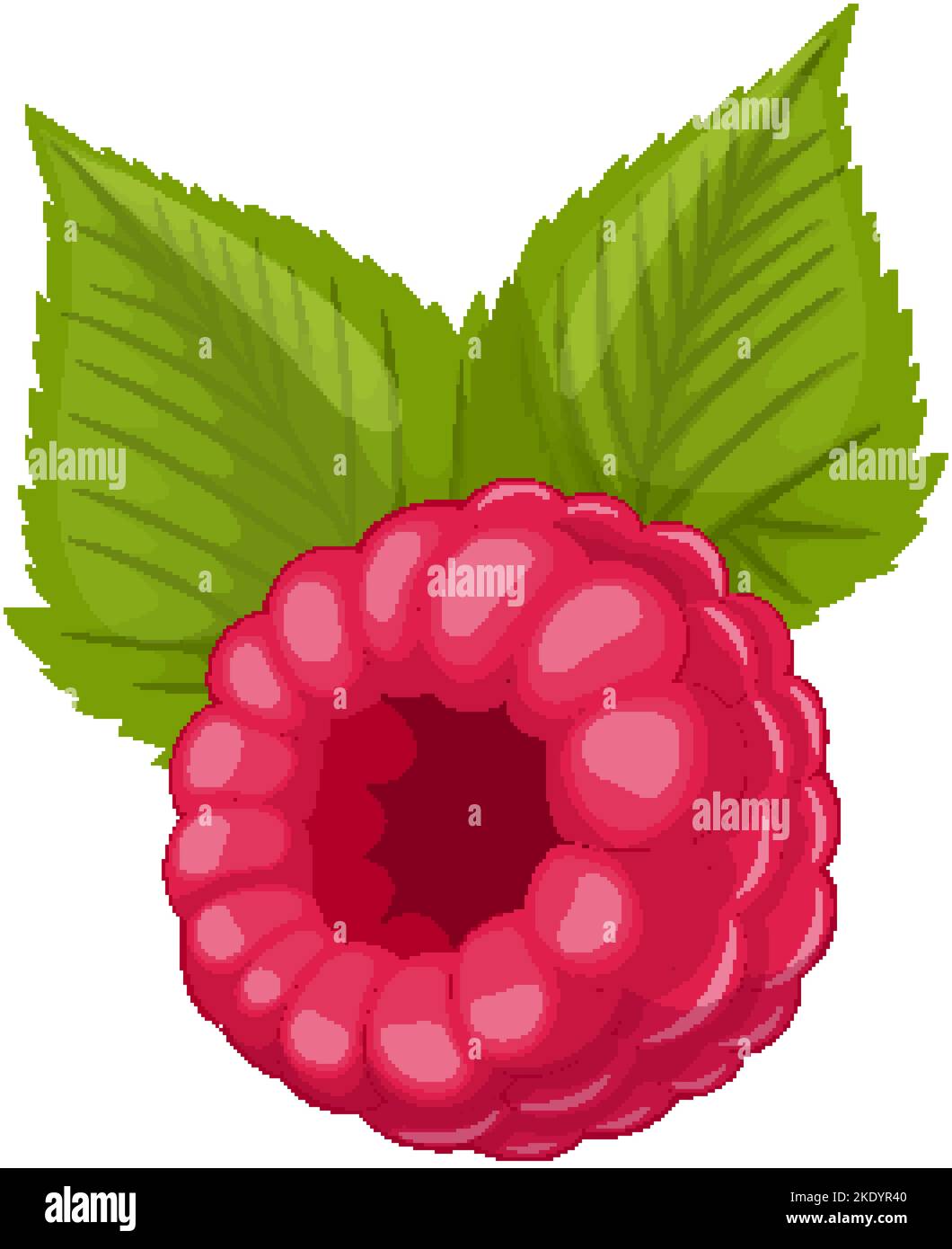 raspberry leaf cartoon vector illustration Stock Vector Image & Art Alamy