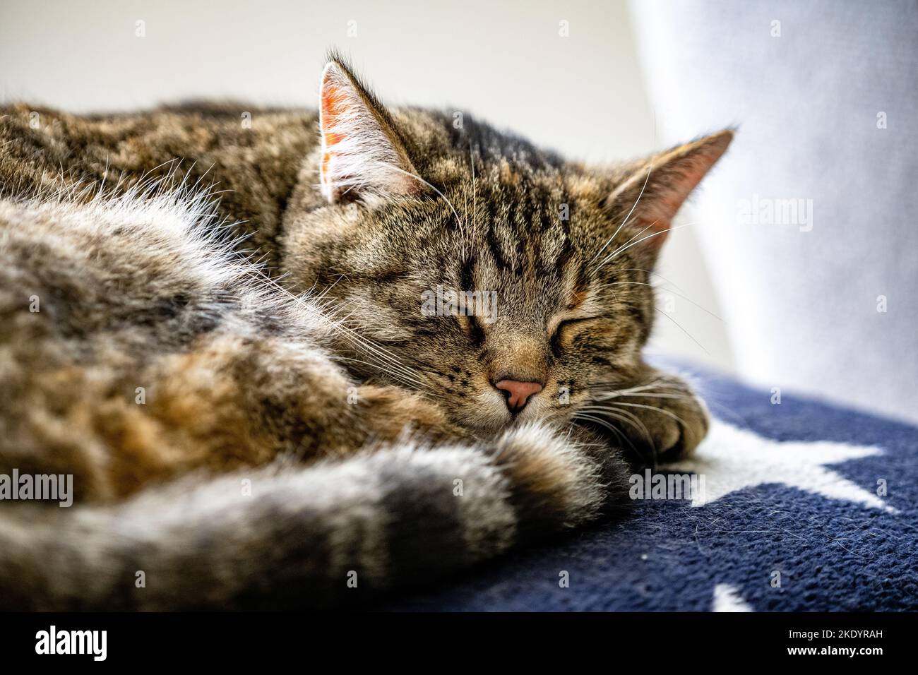 The close-up view of a gray tabby cat sleeping on the blanket Stock ...