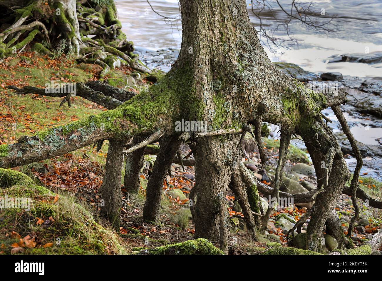Tree Roots Exposed by River Erosion, River Tees, Teesdale, County