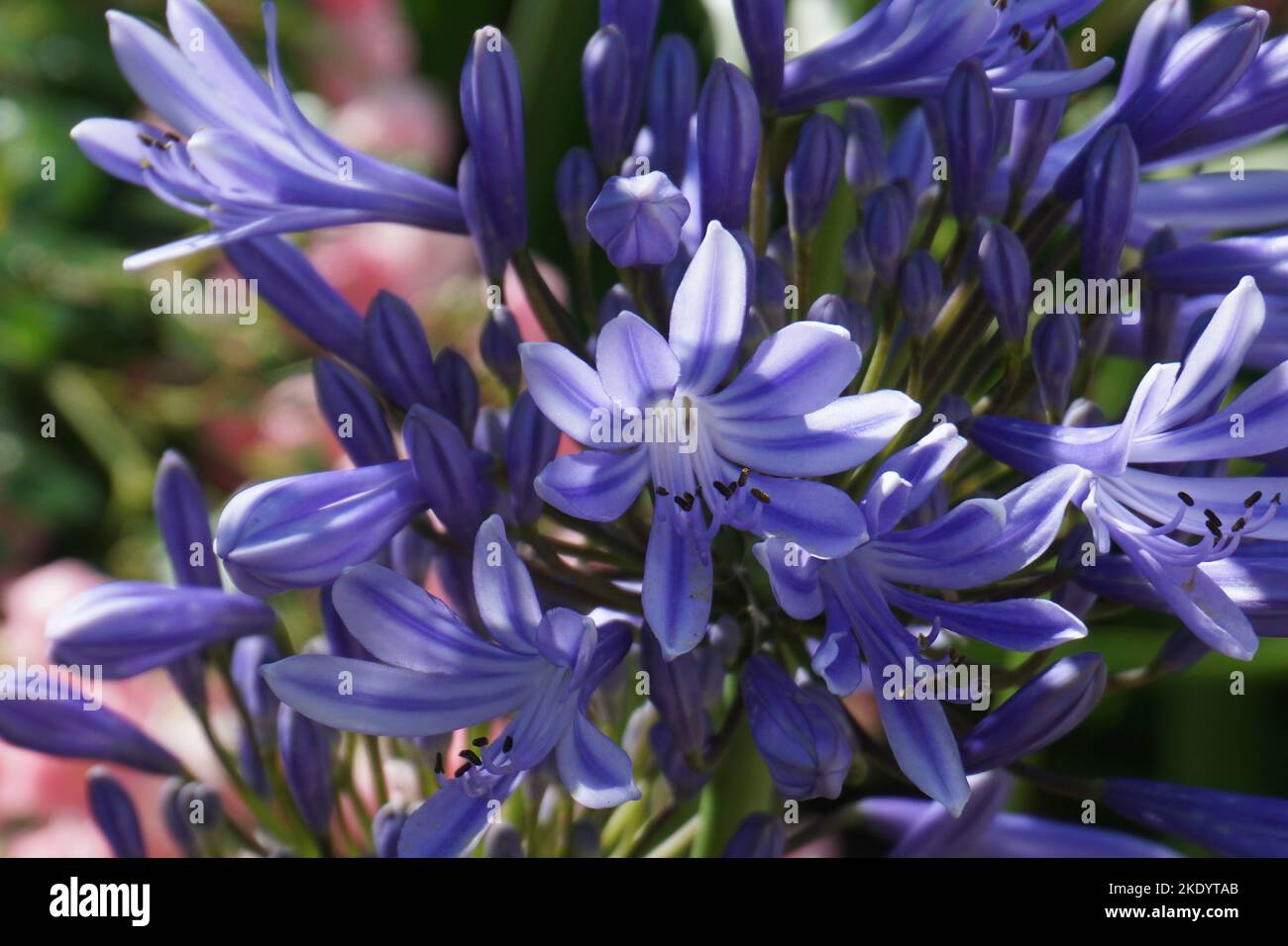 A closeup of Agapanthus praecox, lily of the Nile. Stock Photo