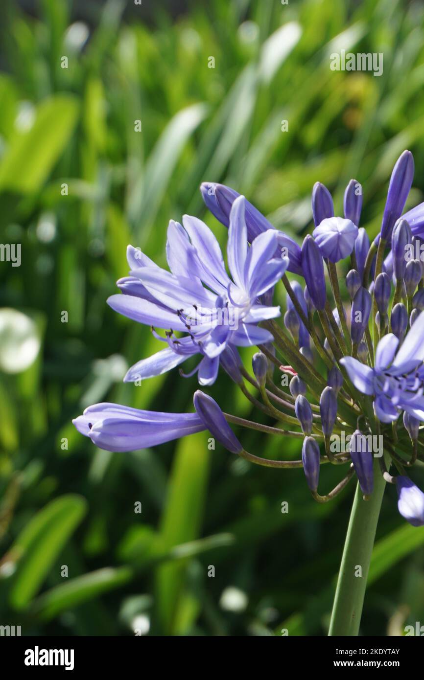 A vertical closeup of Agapanthus praecox, lily of the Nile. Stock Photo