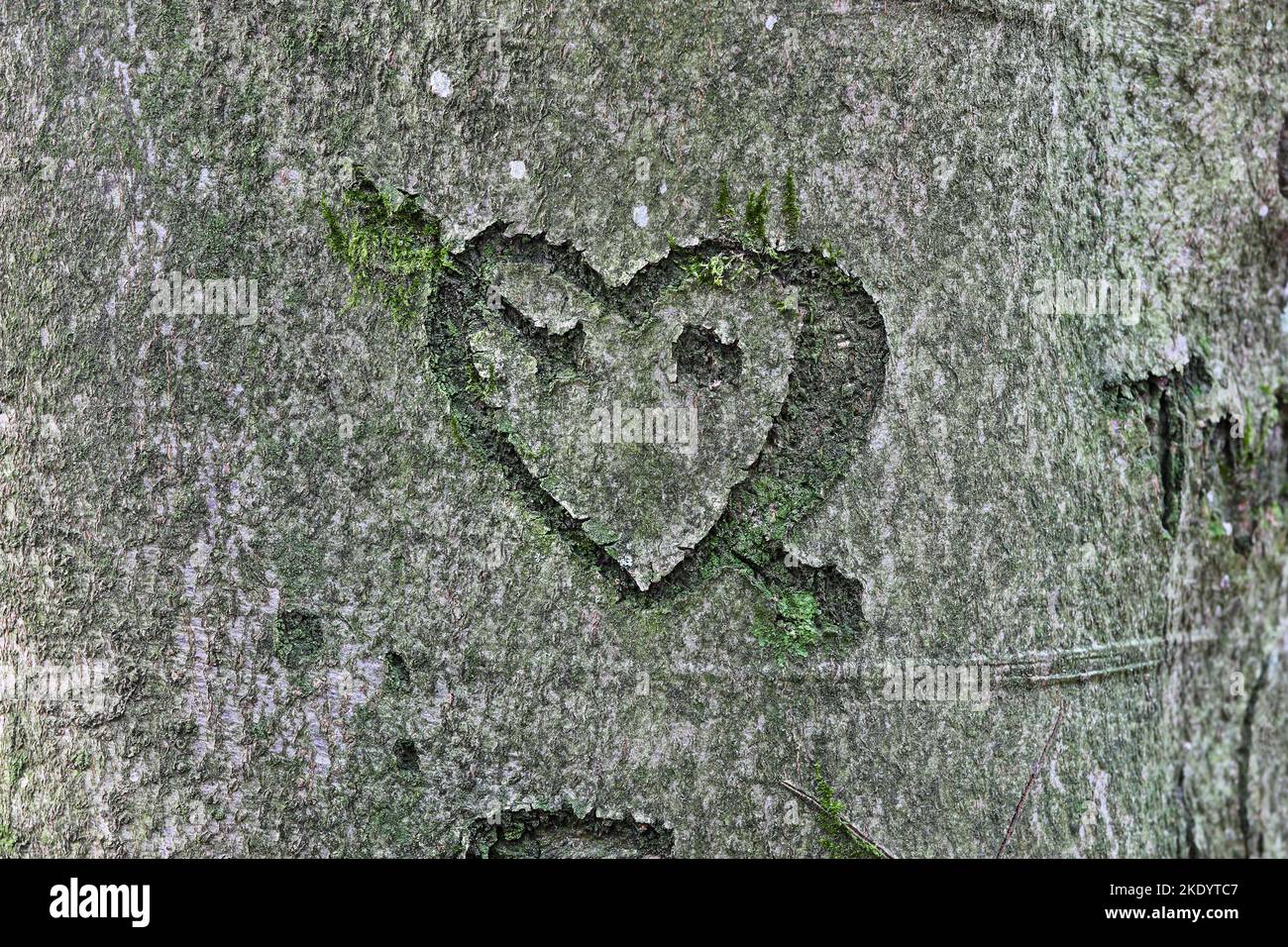 Heart with Arrow Carved into the Bark of a Beech Tree (Fagus sylvatica), UK Stock Photo