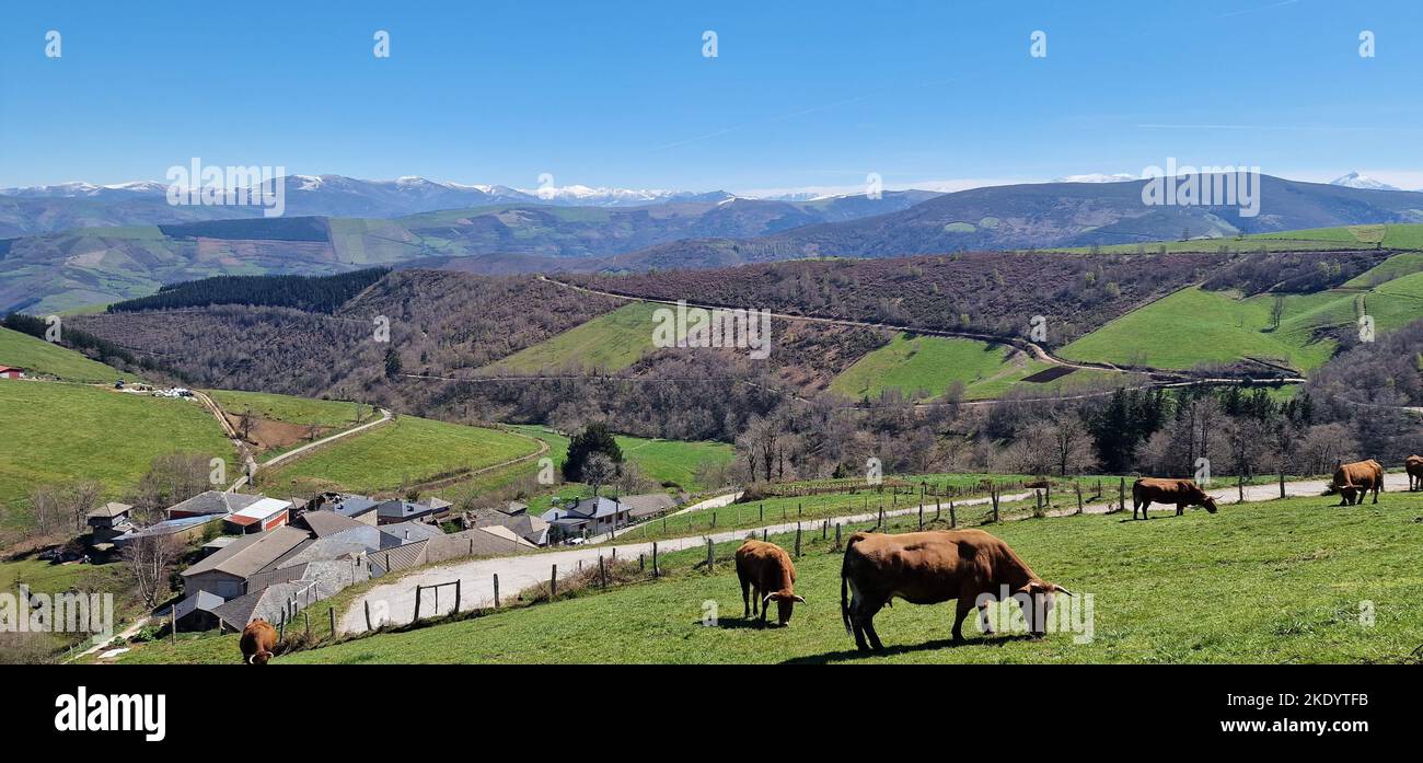 Vast pastures with grazing cows in the hills of Asturias autonomous community of Spain Stock Photo