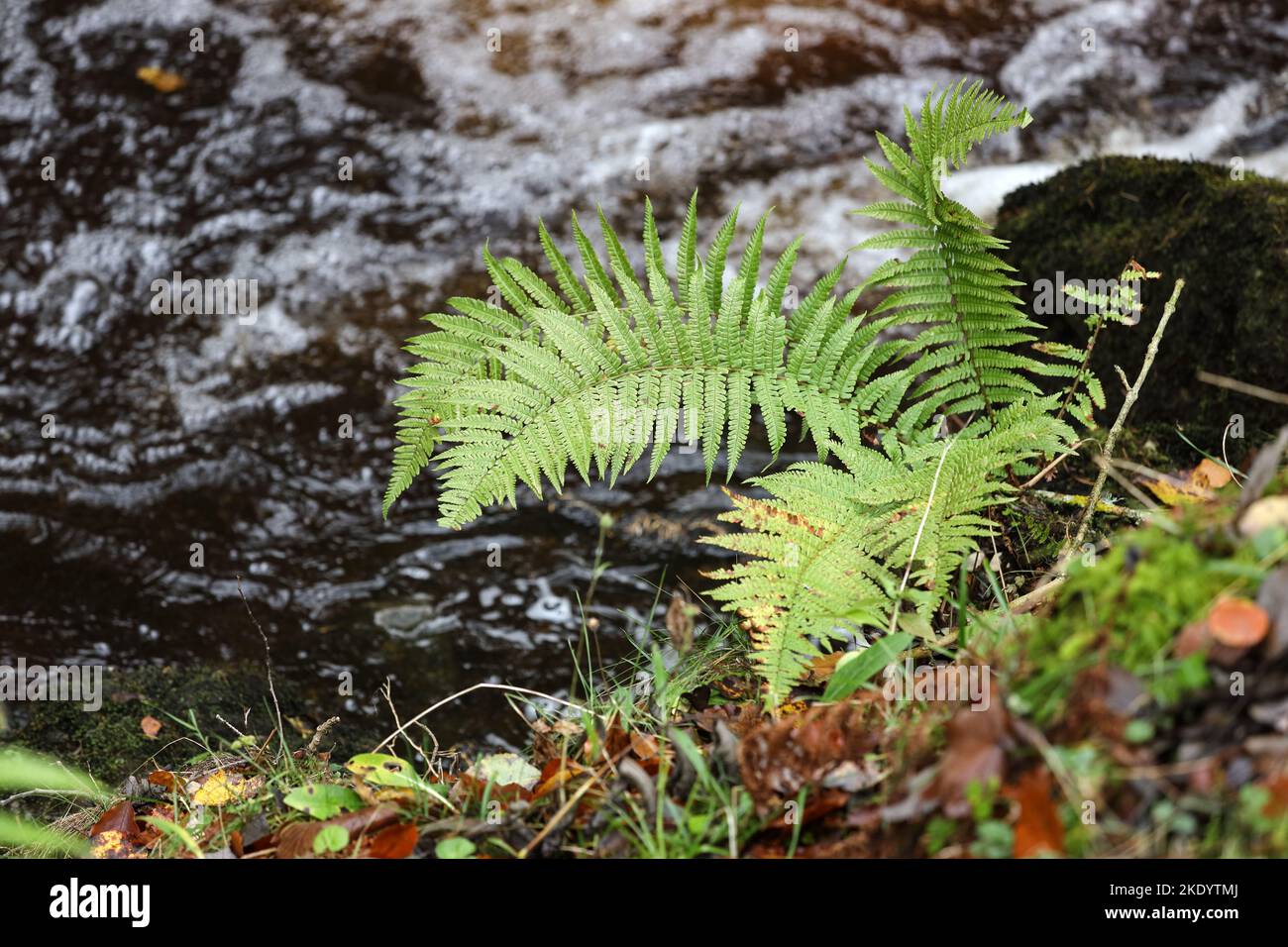 Ferns Growing on the Banks of a Stream in the North Pennines, Teesdale, County Durham, UK Stock Photo