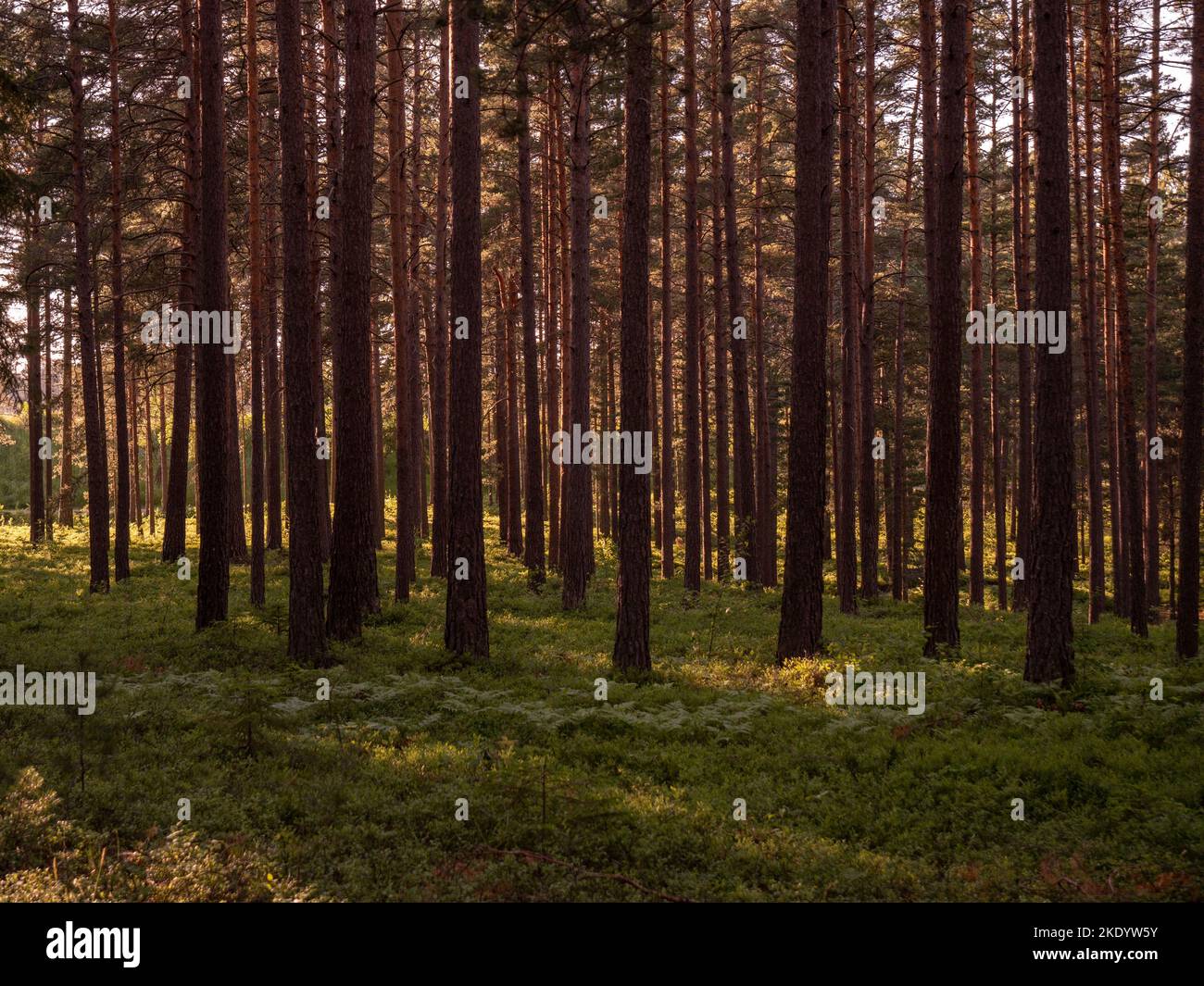 An idyllic forest with tall, slender trees and grassy floor Stock Photo ...