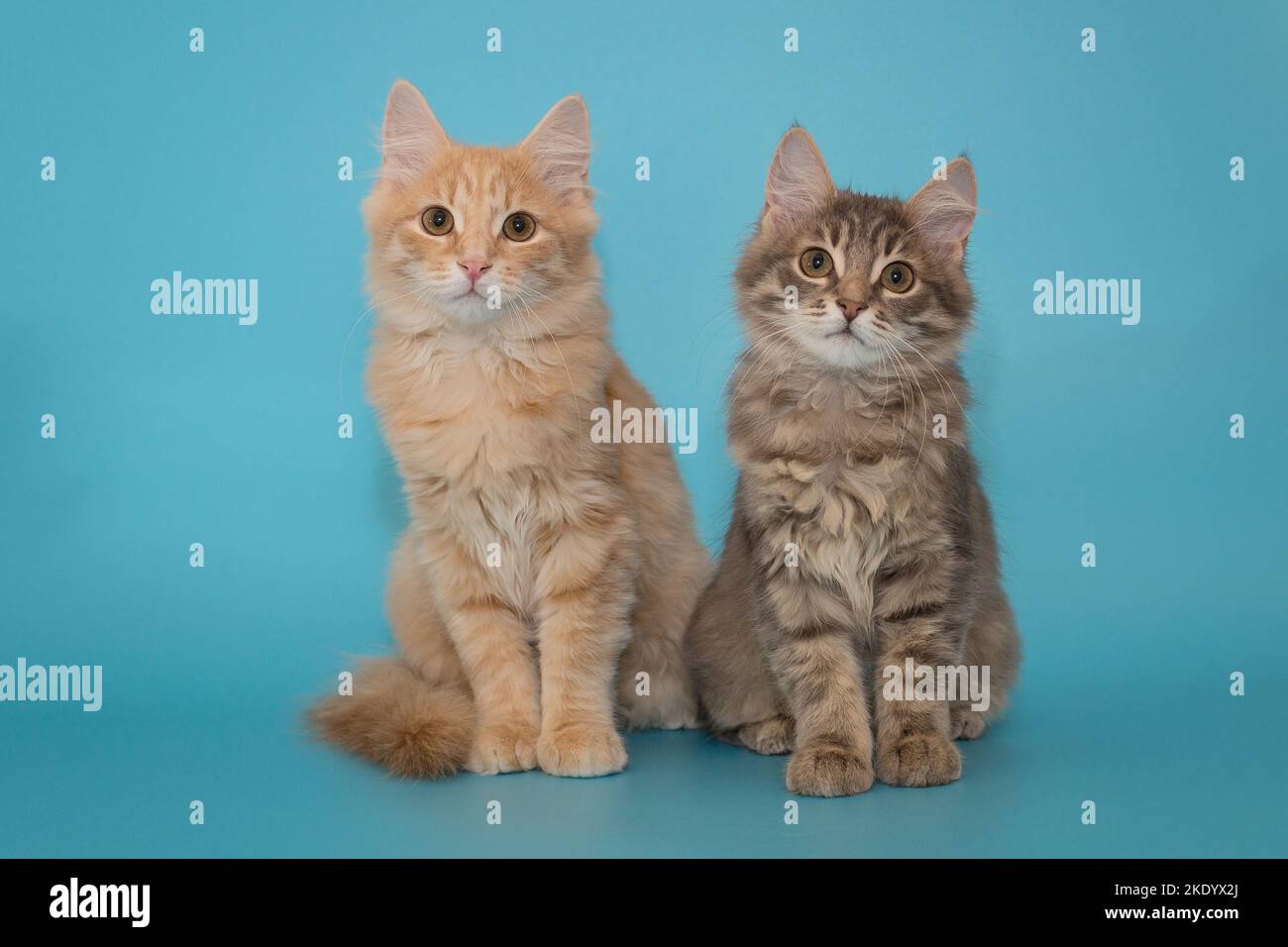 Two kittens, gray and red, sit side by side on a blue background Stock ...